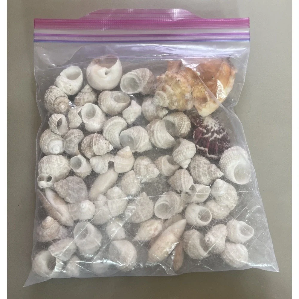 Lot of Natural Sea Shells Beach Assortment Craft Decoration Aquarium Decor